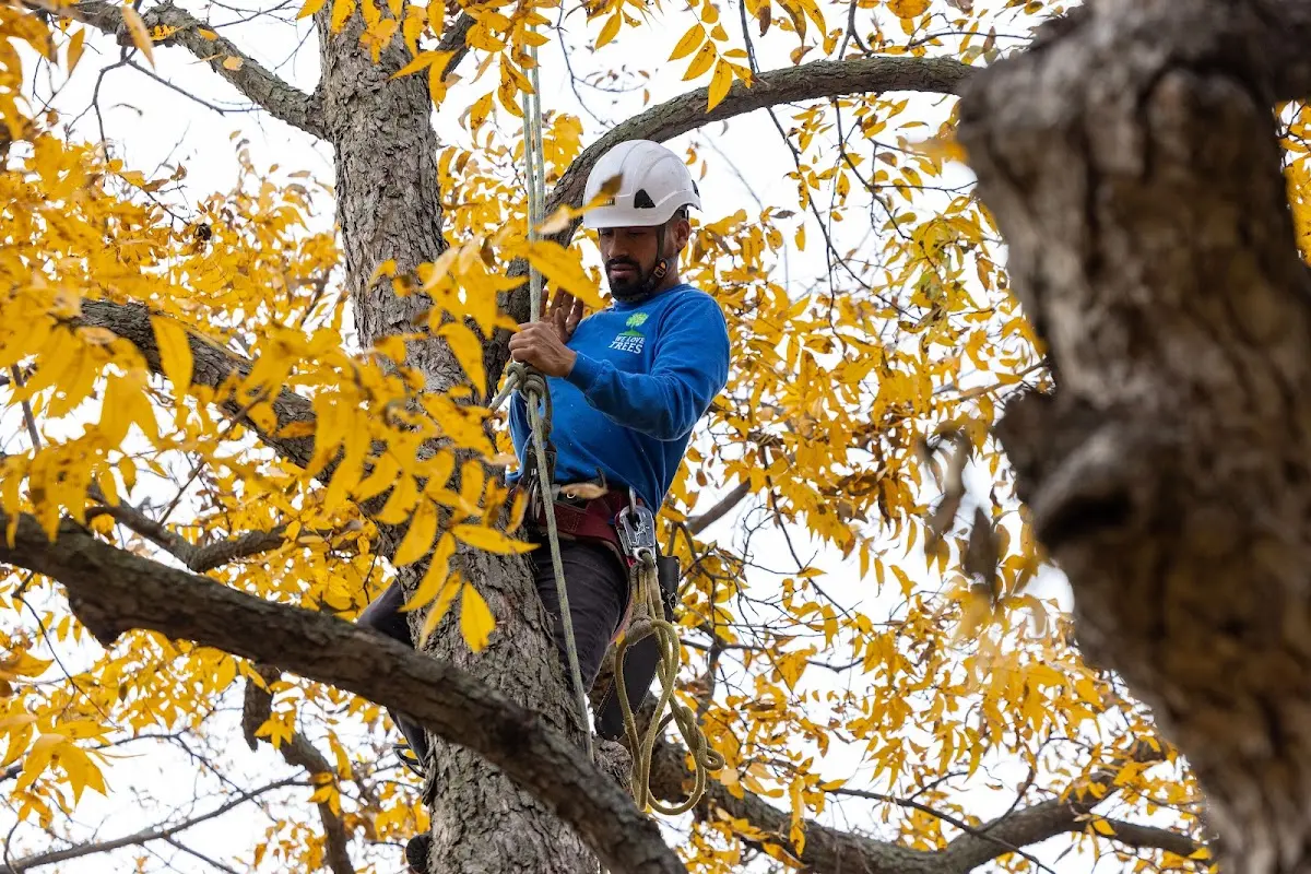 Skilled Tree Pruning crew working in Vicksburg